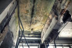 Best Asbestos and Lead Testing During Mold Inspection in Chrisman, IL